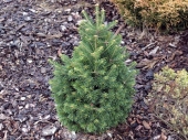 Abies lasiocarpa 'Green Globe' 